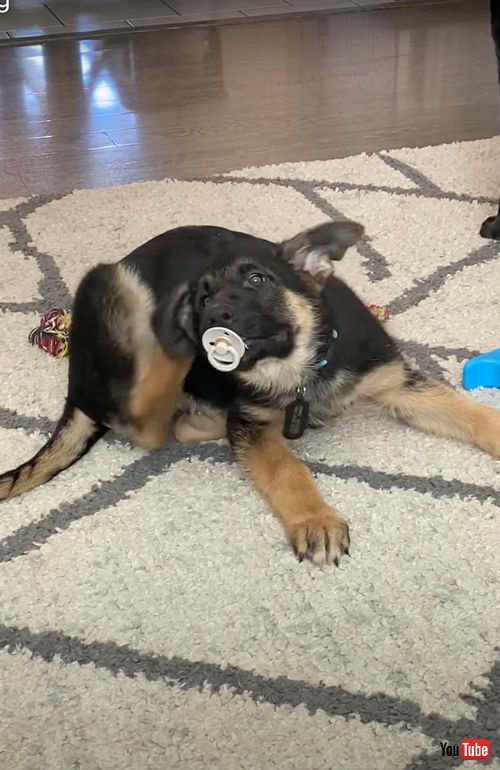 おしゃぶりをくわえるワンコ