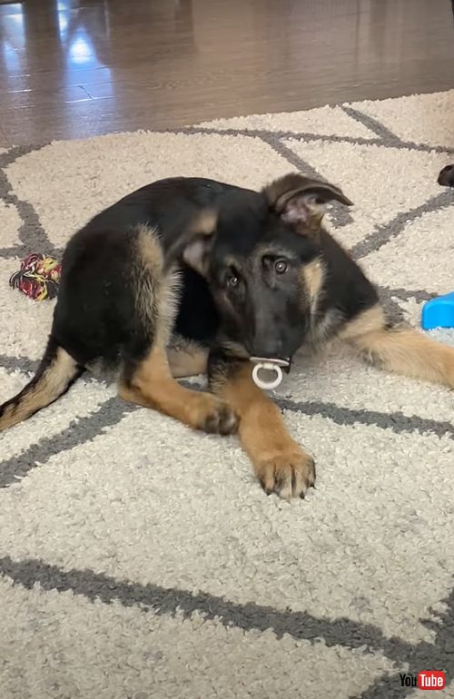 おしゃぶりをくわえるワンコ