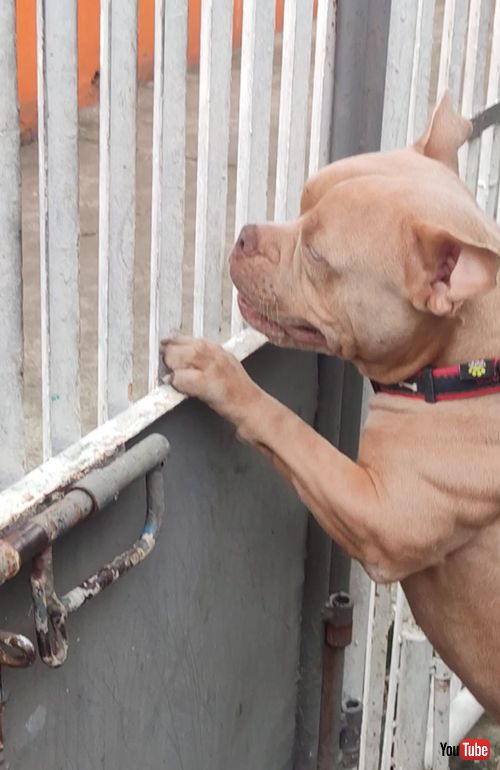 ハープの演奏に聞き入るワンコ