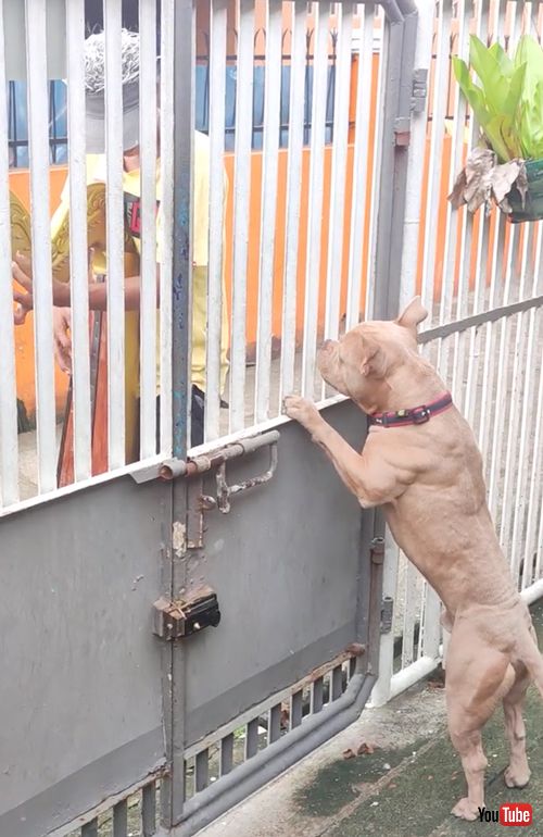 ハープの演奏に聞き入るワンコ