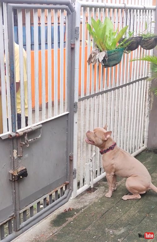 ハープの演奏に聞き入るワンコ