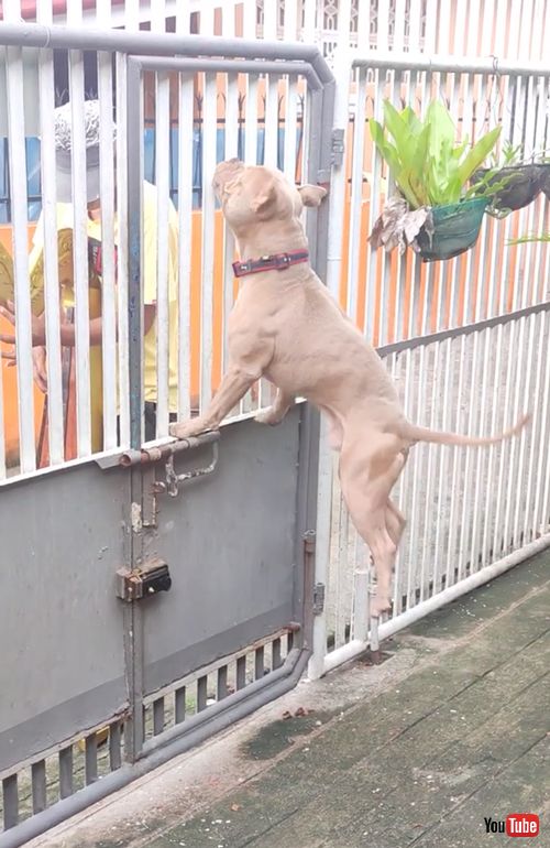 ハープの演奏に聞き入るワンコ