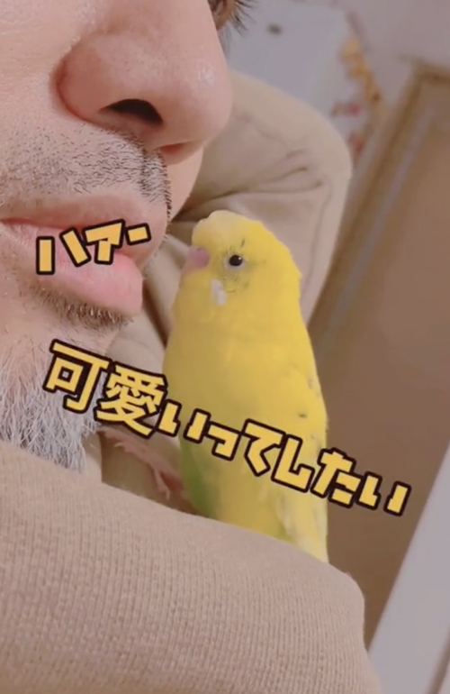 お父さんにメロメロなインコ