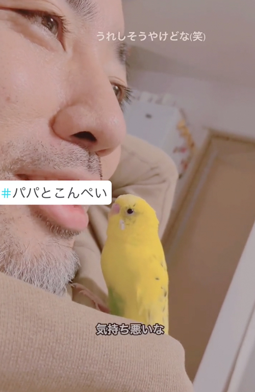 お父さんにメロメロなインコ