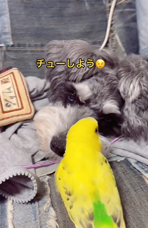 ワンコとインコ