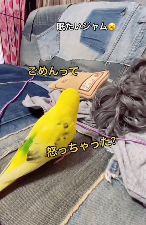 ワンコとインコ