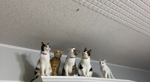 みんなで上を見上げるにゃんず