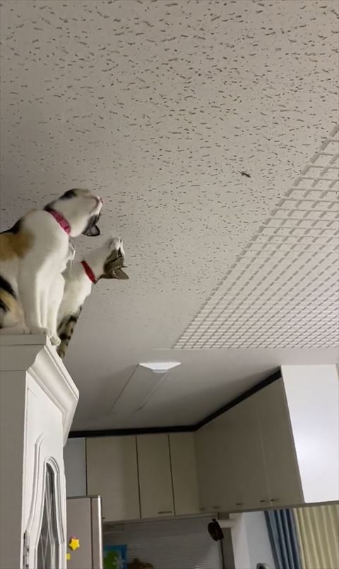 のけぞってるような猫ちゃん