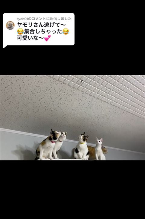 姿勢を低くする猫ちゃんたち