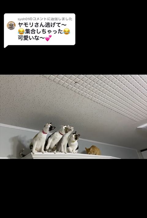 右側に首をかしげる