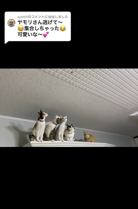 首傾げながら隣の猫の背中に前足おく猫