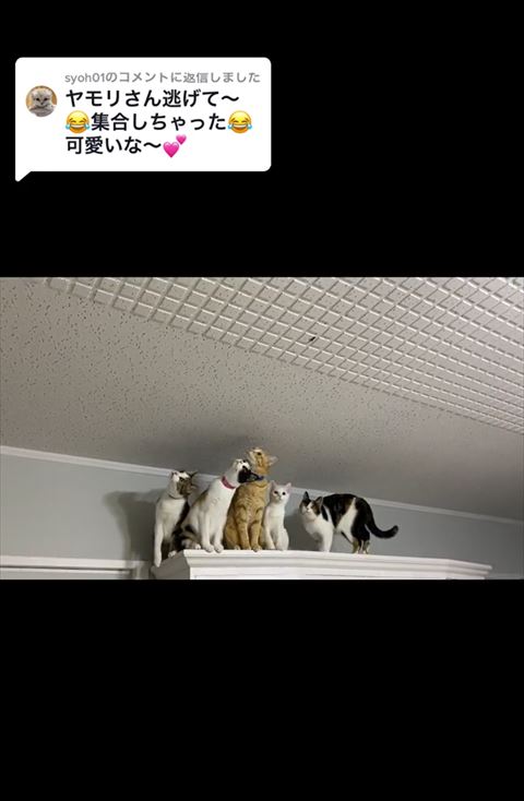 ほぼ90度角度で上を見上げる猫ちゃん