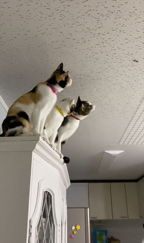 天井見上げる3匹