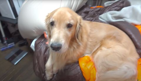 ゴールデンアップ