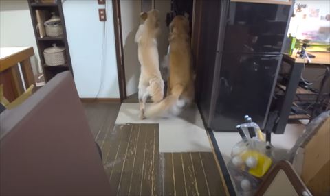 ドアの前で2足立ち2匹