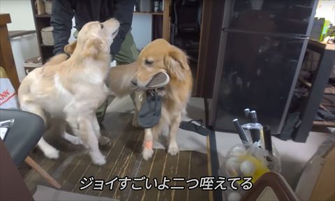 ジョイすごいよテロップとゴールデンレトリバー