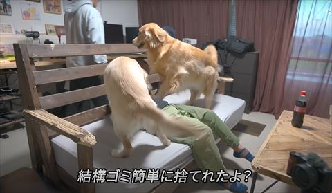 ゴミ捨てれたよテロップとゴールデンレトリバー