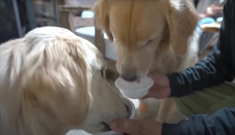 ごはん食べてる2匹のゴールデンレトリバー