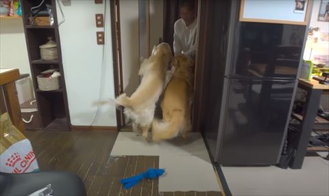 白い服来てドアの向こうにいる友人とワンコ