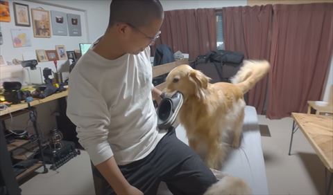 クロックスくわえてしっぽふりふりするゴールデンレトリバー