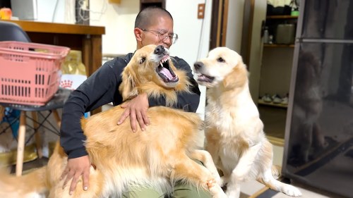 もみくちゃにするゴールデンレトリバー