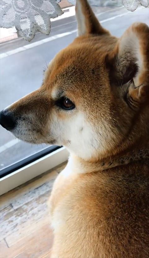 外見てる柴犬アップ