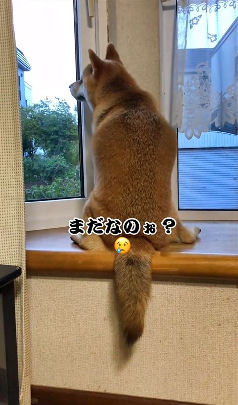 まだなのテロップ