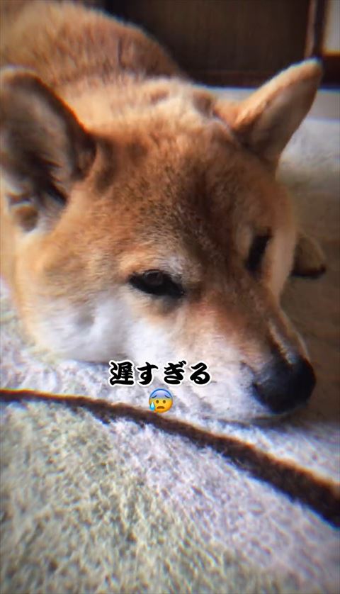 遅すぎるテロップ