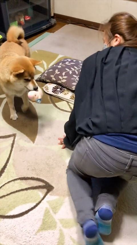 おもちゃもってくるワンコ