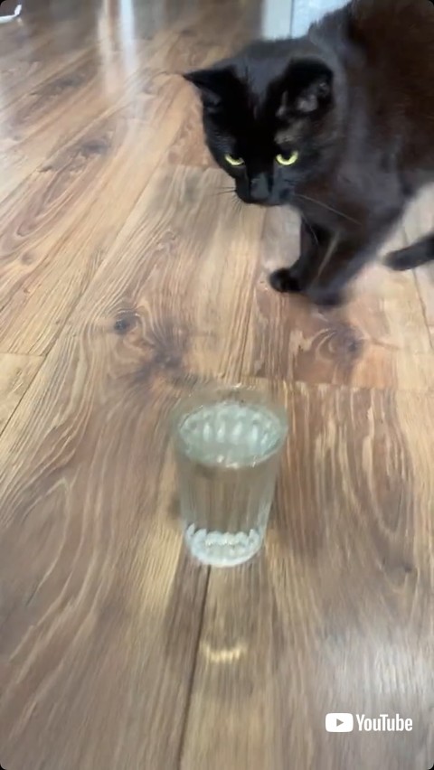 水を見る猫