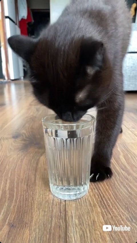 水を飲む猫