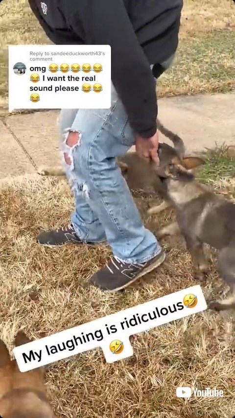 せめてくる子犬たち