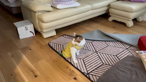 やっぱりお留守番