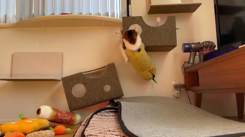 高いところにも登れる