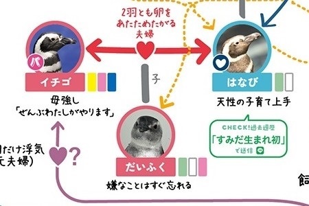 すみだ水族館ペンギン相関図のはなびとイチゴ