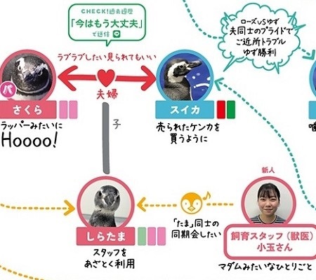 すみだ水族館ペンギン相関図のしらたま部分