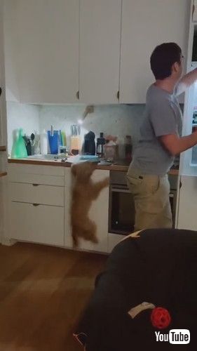 ジャンプする犬