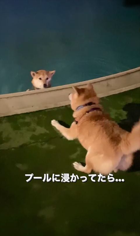 プールにつかるワンコとお尻あげてしっぽ振る