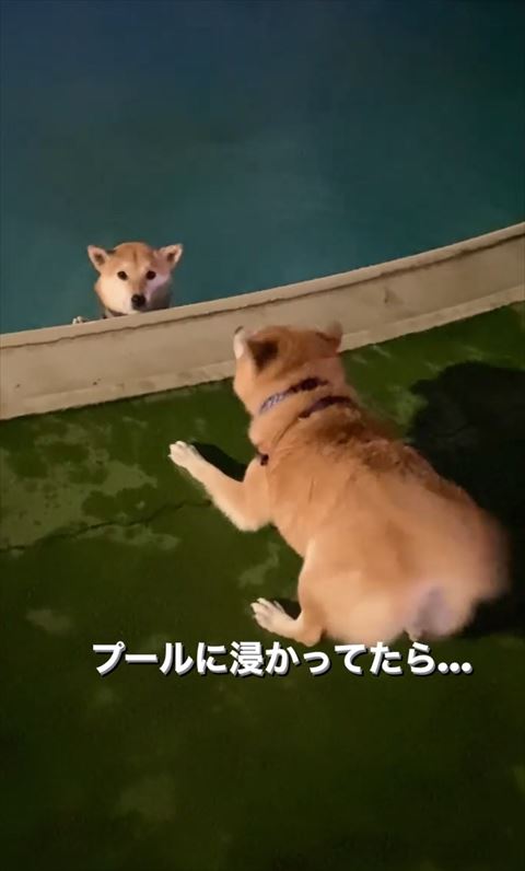 プールからカメラ目線ワンコ