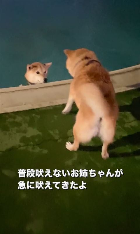 ふだんほえないお姉ちゃんテロップ