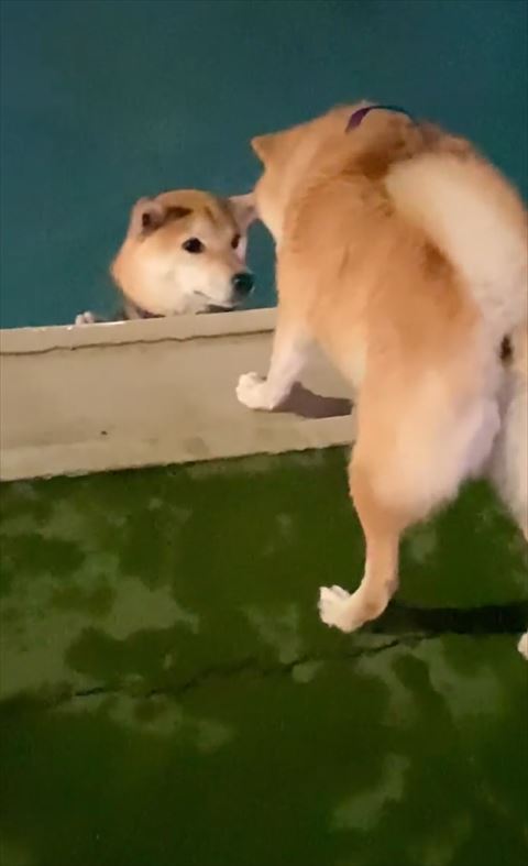 プールで顔寄せる2匹のワンコ