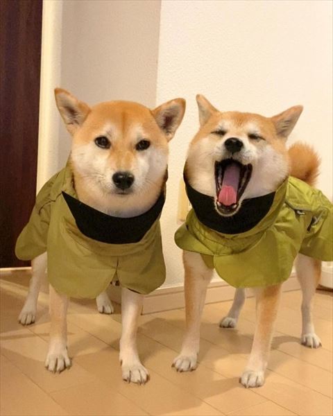 レインコート来てるワンコ2匹