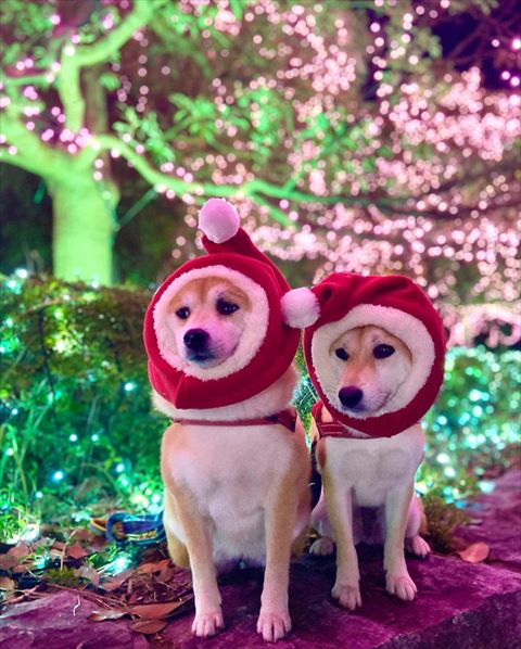 サンタコスのワンコ2匹