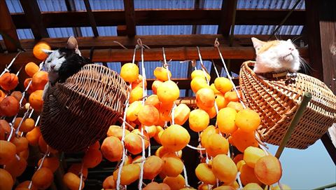 籠の中にいる猫真下の角度から