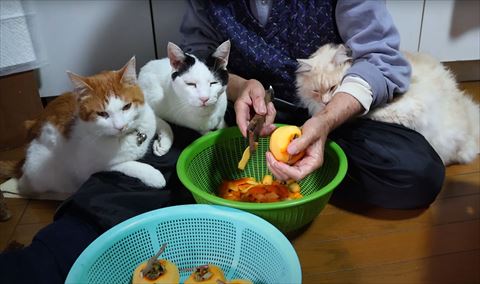 おばあちゃんと猫k