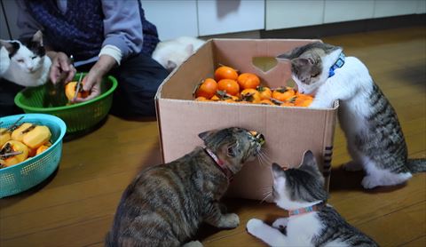 箱をのぞく子猫左前足つっこむ