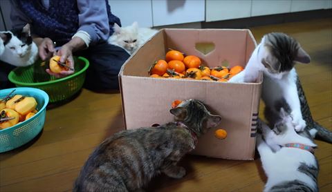 下の子猫のあたまをおさえる子猫
