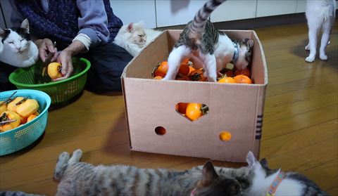 箱の中に入って柿の匂いかぐ子猫