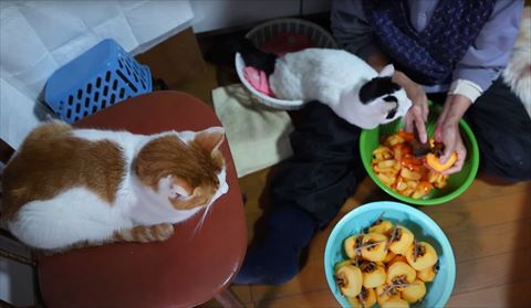 椅子の上にいる猫