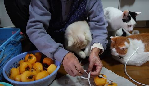 おばあちゃんのヒザの上で紐で遊ぶ猫